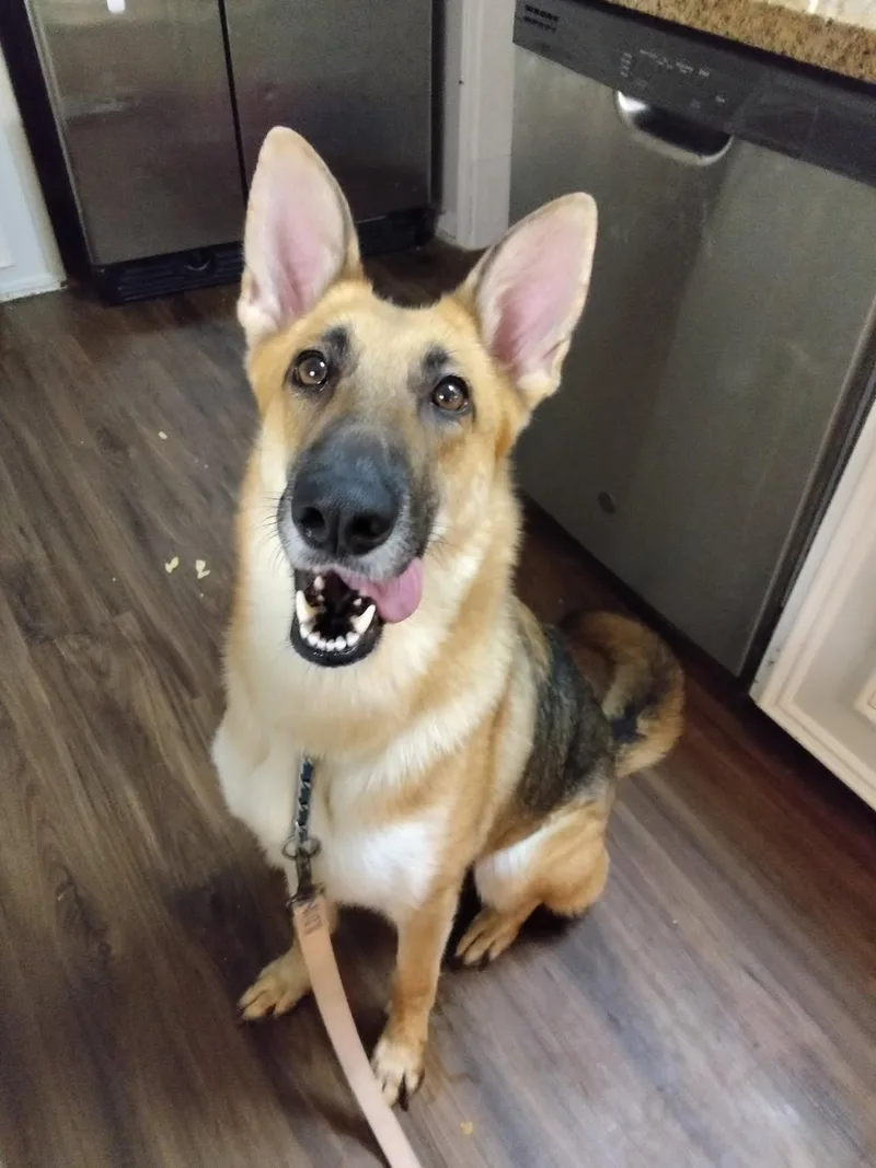 An adult large-sized female Black German Shepherd Dog dog named Brooklyn for adoption in Round Rock, TX
