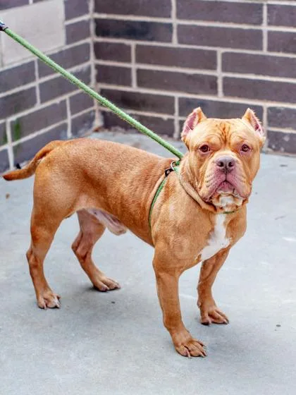 An adult large-sized male Mixed Breed dog named Knocker for adoption in Chamblee, GA
