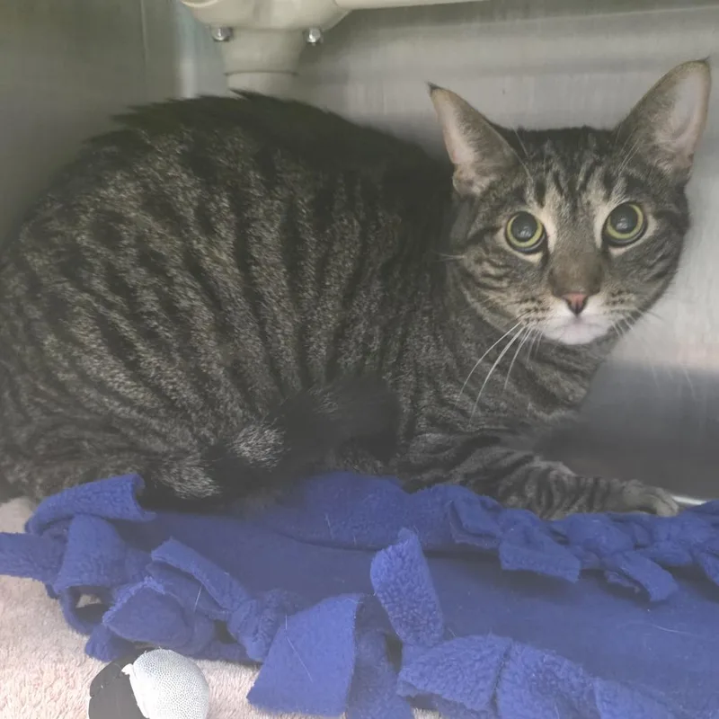An adult large-sized male Brown / Chocolate Domestic Short Hair cat named Oliver for adoption in Fort Wayne, IN