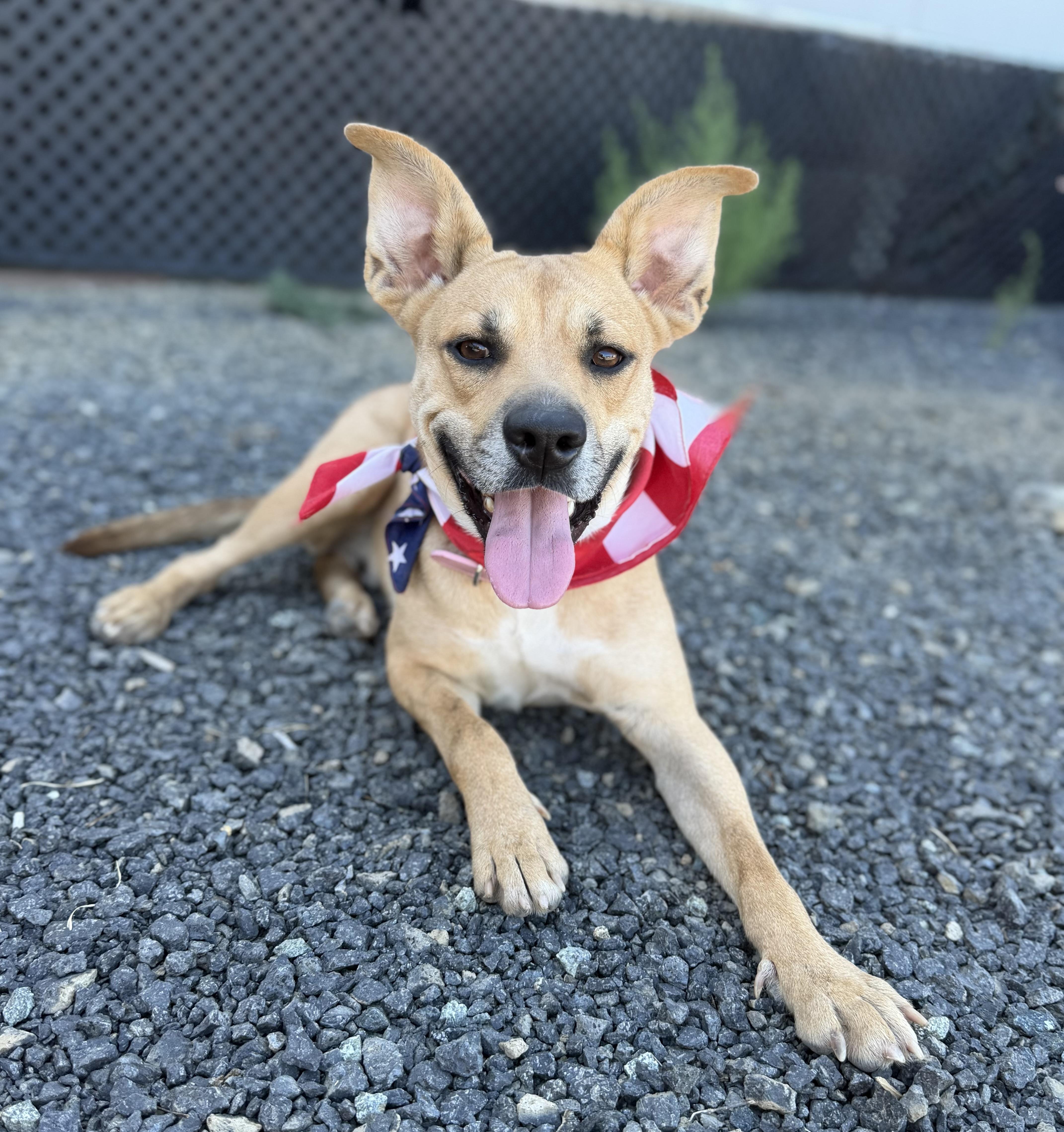 An adult medium-sized female Yellow / Tan / Blond / Fawn Pit Bull Terrier dog named Queenie for adoption in Sonora, CA