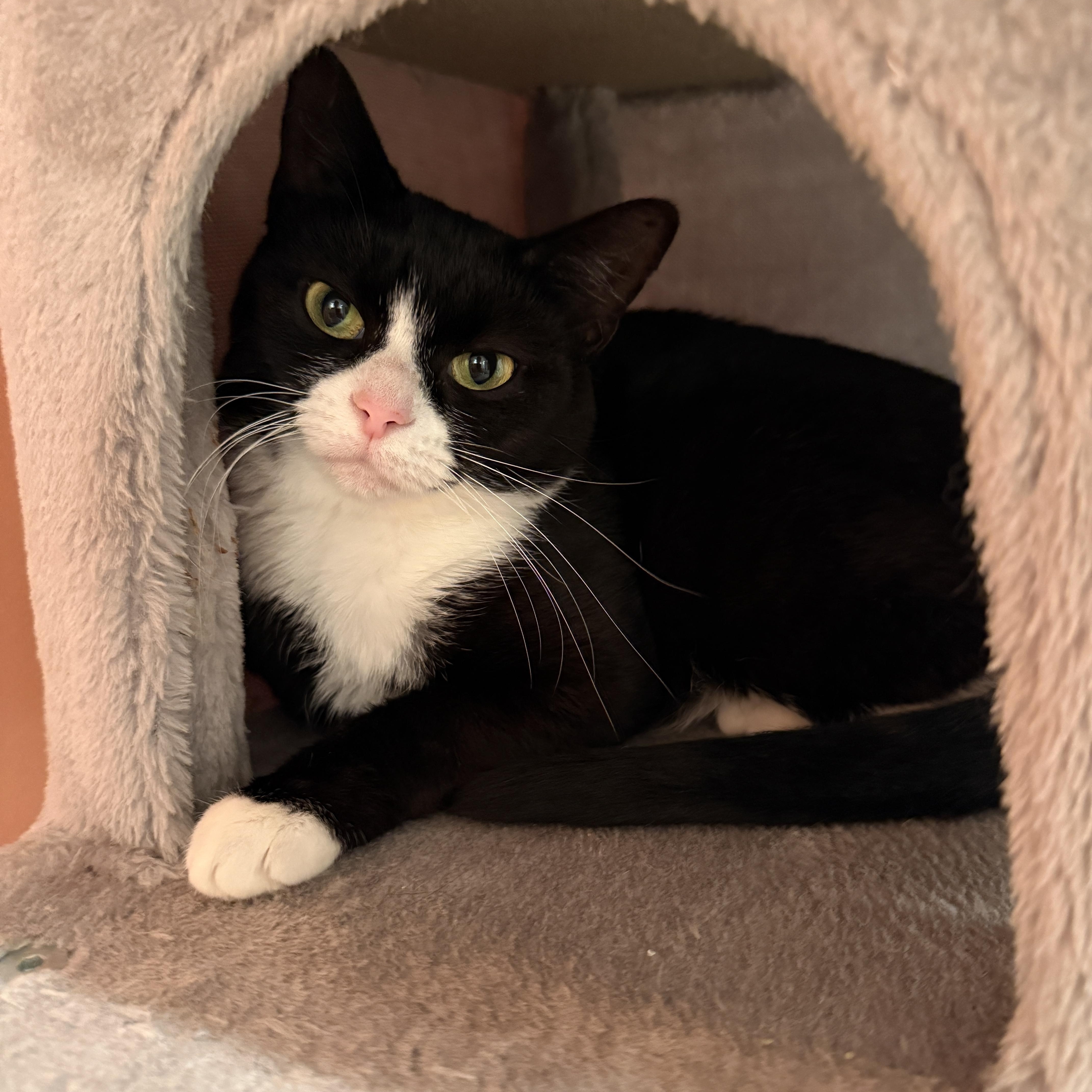 A young medium-sized female Black & White / Tuxedo American Shorthair cat named Genovese for adoption in Hartville, OH
