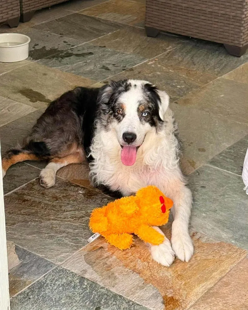 An adult medium-sized male Australian Shepherd dog named Shiloh for adoption in Ovilla, TX