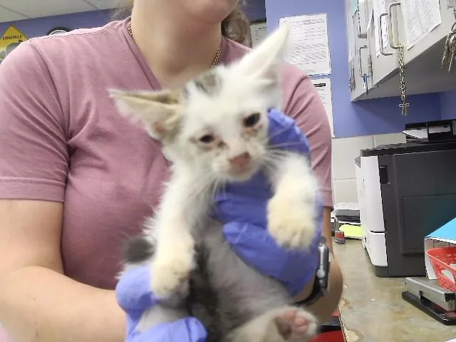 A baby small-sized female Domestic Short Hair cat named Murtle for adoption in Omaha, NE