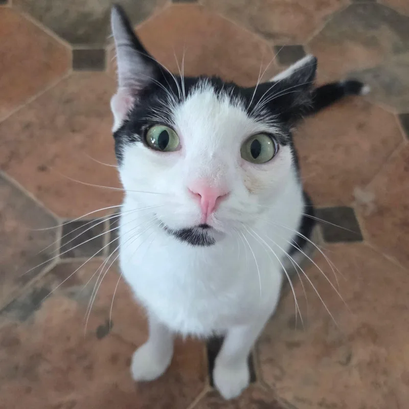 A young medium-sized female Black & White / Tuxedo Domestic Short Hair cat named Gordita for adoption in Waltham, MA
