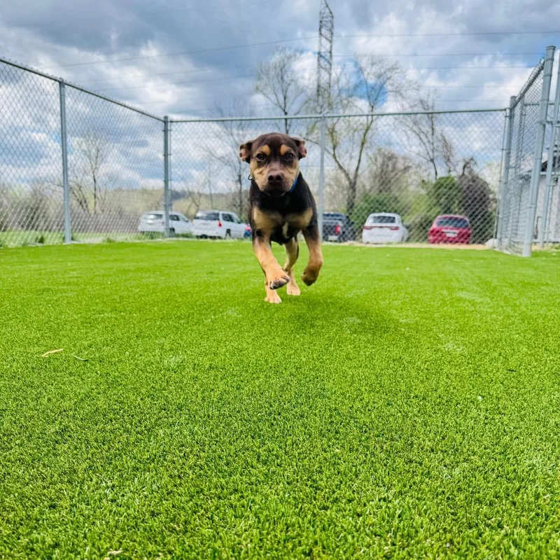 A baby medium-sized male Brown / Chocolate Pit Bull Terrier dog named Twitch for adoption in Parkersburg, WV