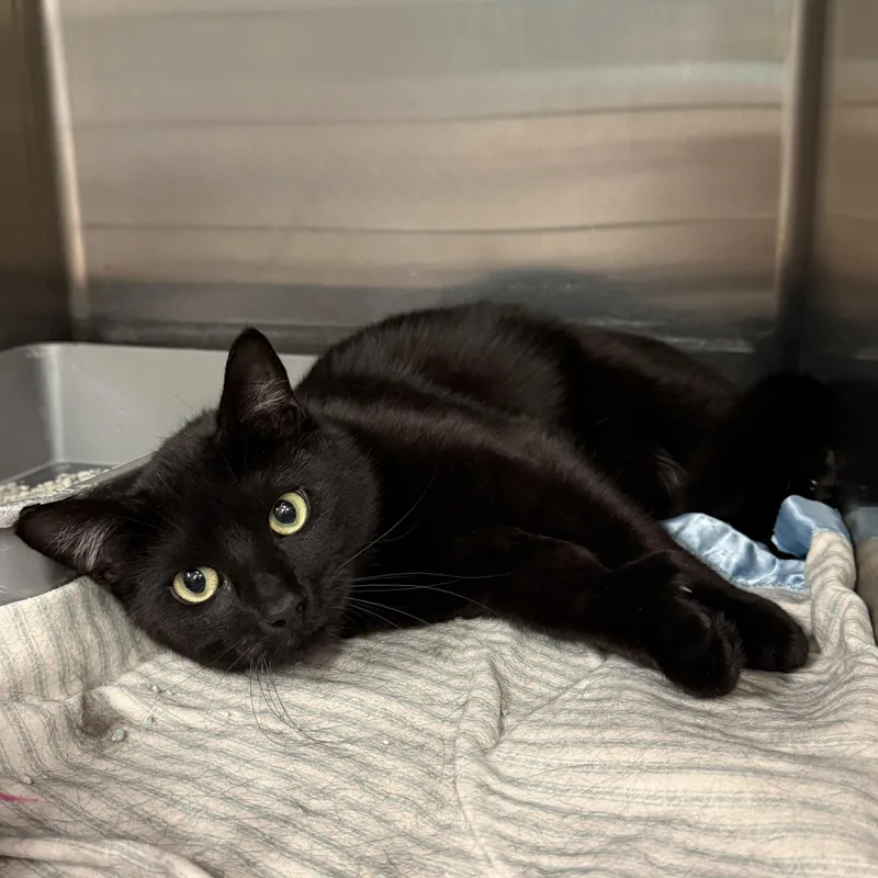 A young large-sized male Black Domestic Short Hair cat named Jeter for adoption in Exeter, RI