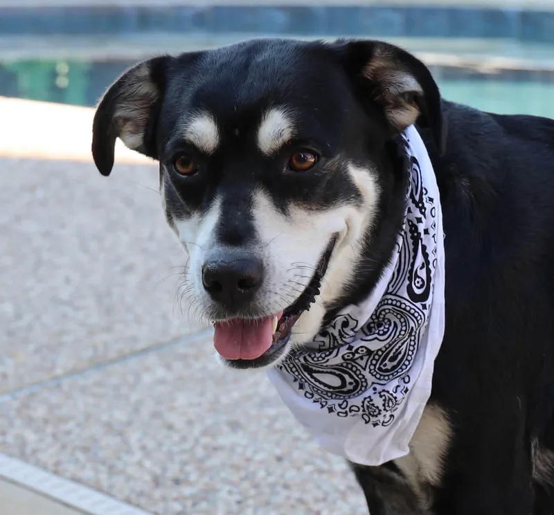 A young medium-sized female Shepherd dog named Bonnie for adoption in Keller, TX