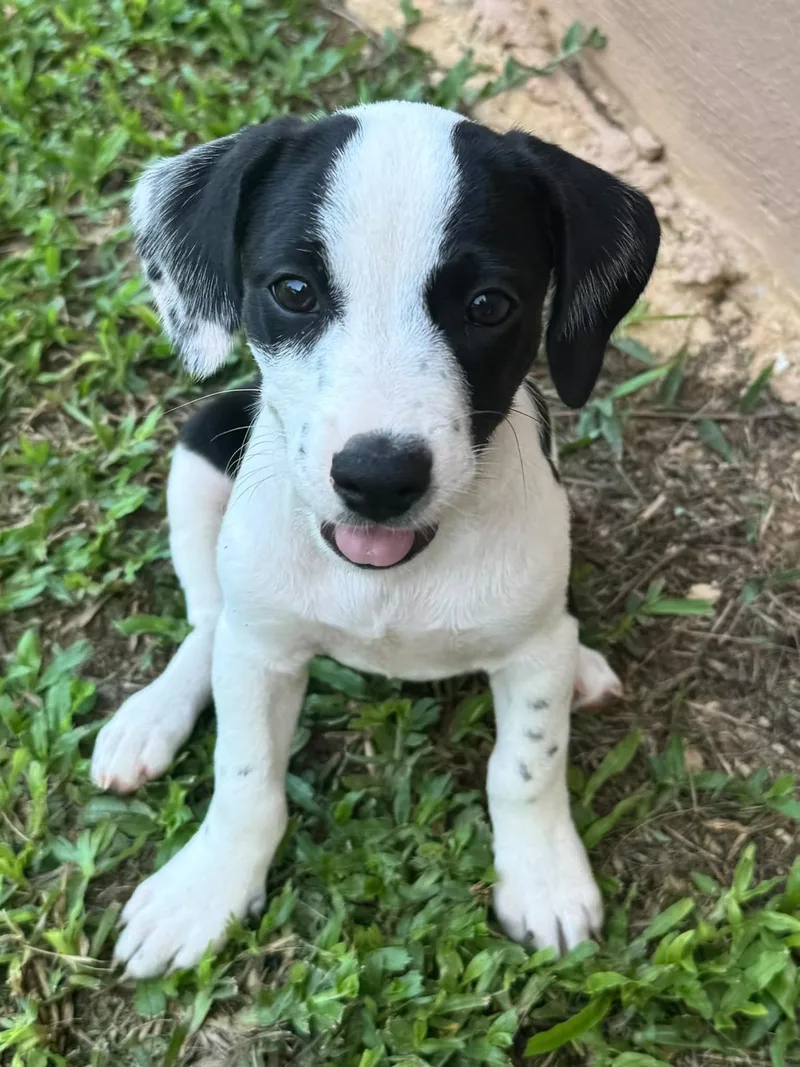 Ashby sweet puppy friend thumbnail 2