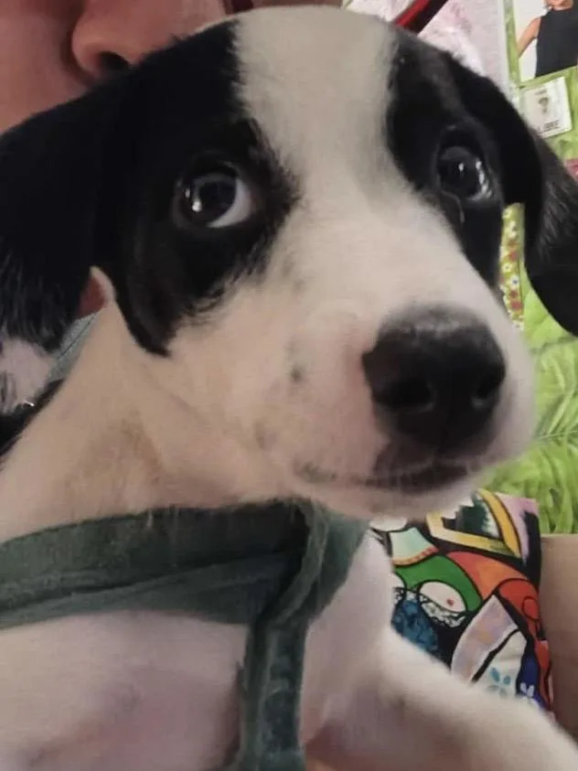 Ashby sweet puppy friend thumbnail 3