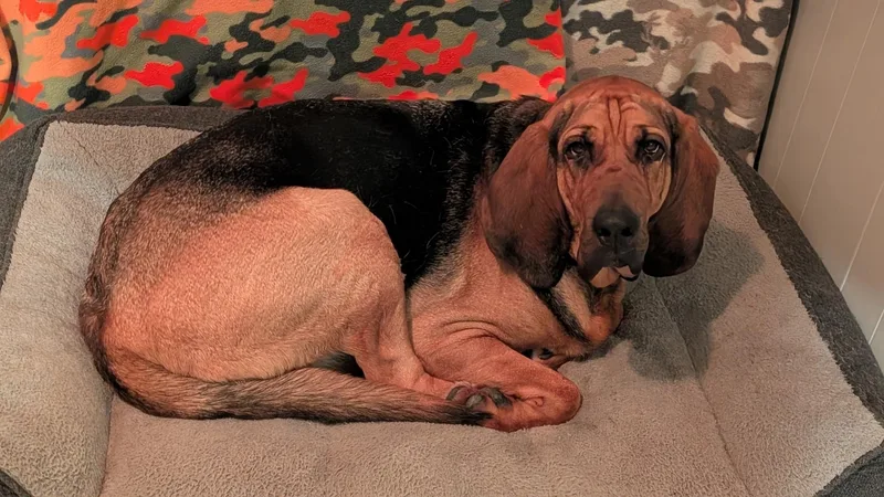 An adult large-sized female Tricolor (Brown, Black, & White) Bloodhound dog named Sadie for adoption in Washington, NJ