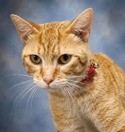 An adult medium-sized male Domestic Short Hair cat named Franklin for adoption in Taylorsville, NC