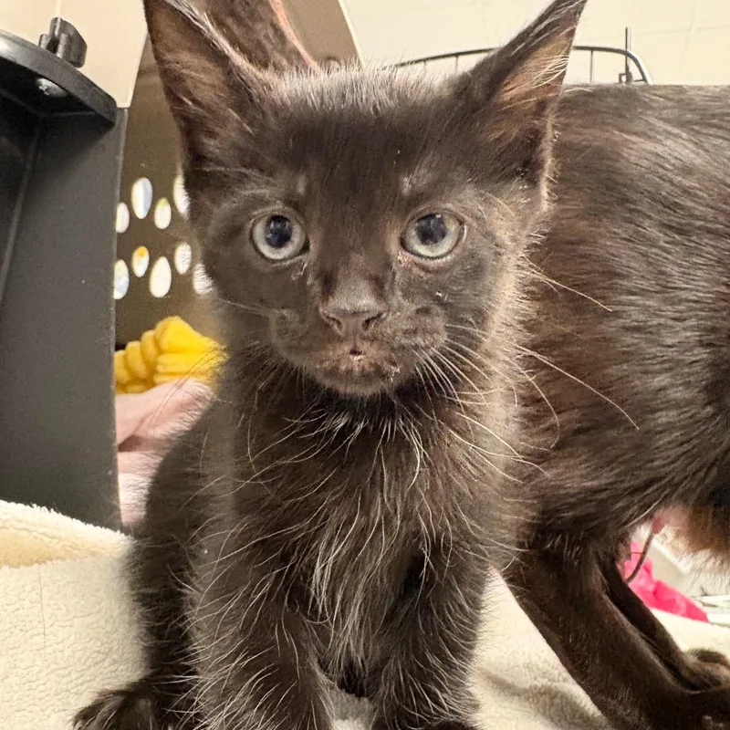 A baby small-sized male Gray / Blue / Silver Domestic Short Hair cat named Sam for adoption in Greenville, SC