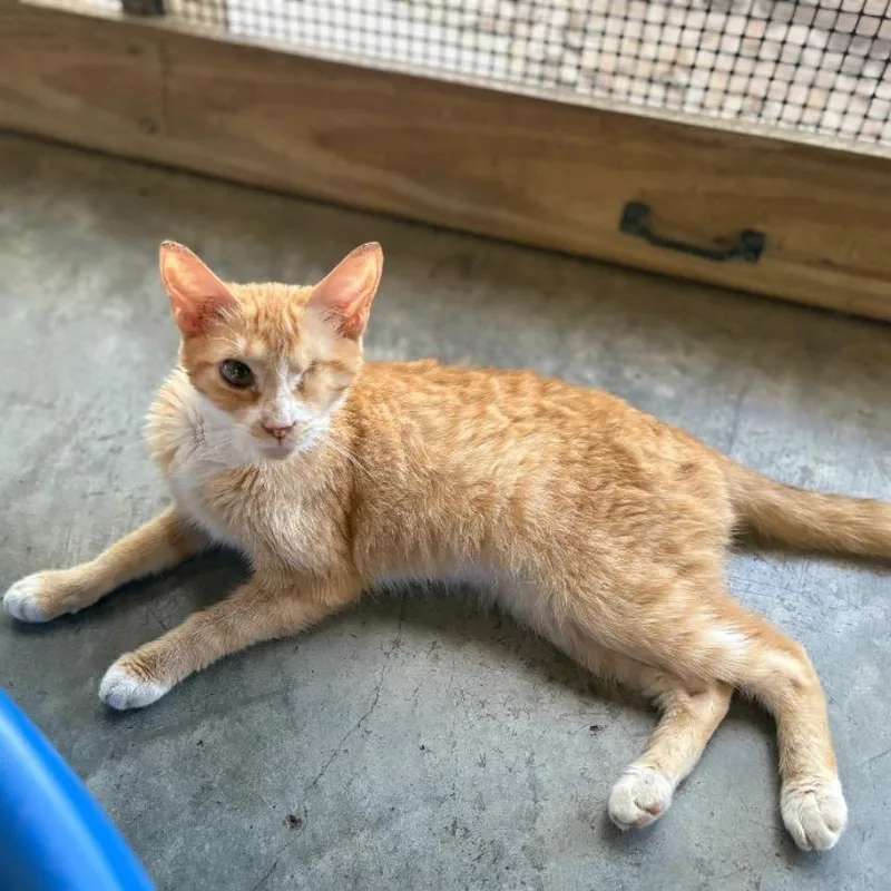 An adult small-sized female Orange / Red American Shorthair cat named Squash for adoption in Fulton, TX