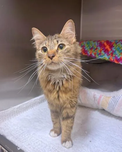 An adult medium-sized female Domestic Long Hair cat named Sammie for adoption in Missoula, MT