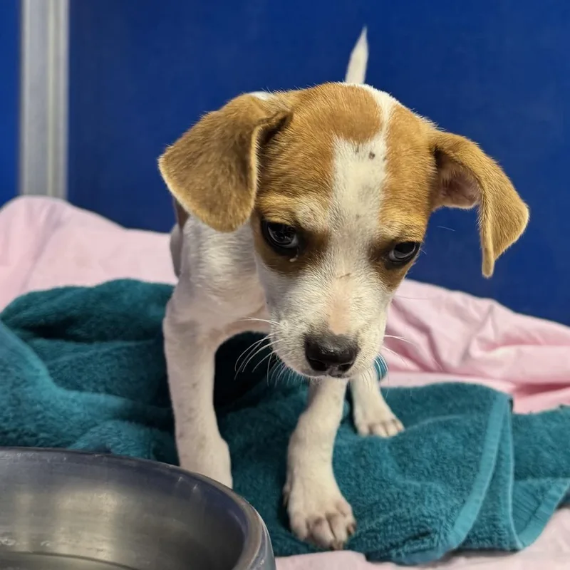 A baby small-sized male White / Cream Mixed Breed dog named Hammy for adoption in Las Cruces, NM