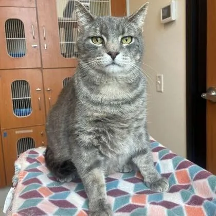 An adult medium-sized male Tabby (Gray / Blue / Silver) Domestic Short Hair cat named Willy for adoption in Rochester, MN