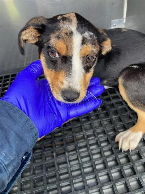 A baby medium-sized female Mixed Breed dog named Ada for adoption in Dallas, TX