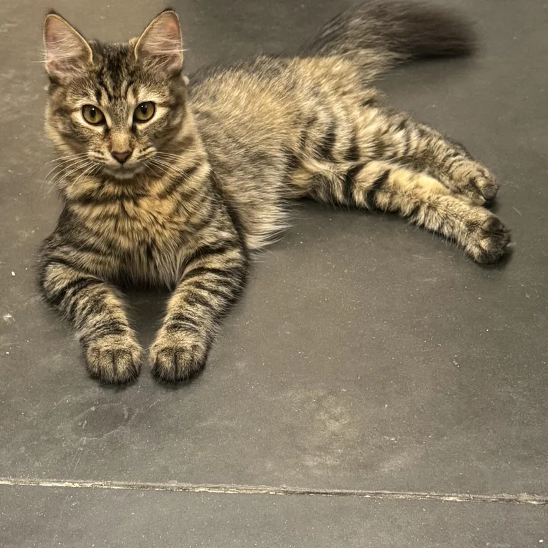 An adult small-sized female Domestic Medium Hair cat named Carmen for adoption in East Point, GA