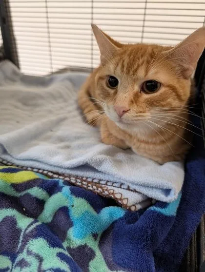 A young small-sized male Domestic Short Hair cat named George for adoption in Bloomsburg, PA