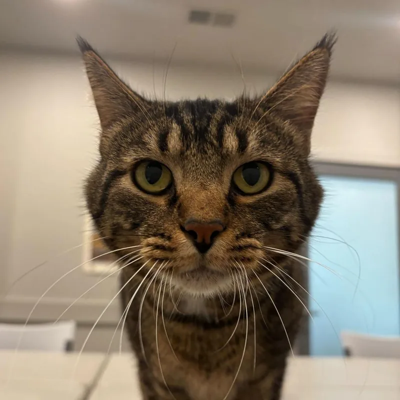 An adult large-sized male Orange / Red Domestic Short Hair cat named Spacebar for adoption in Louisville, KY
