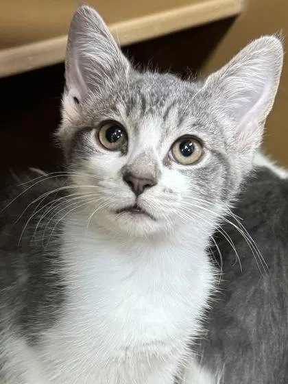A baby small-sized female Domestic Short Hair cat named Smudge $ for adoption in Seneca, SC