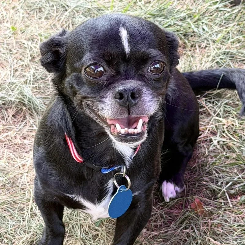 An adult small-sized female Black Chihuahua dog named Katie for adoption in Greensboro, NC