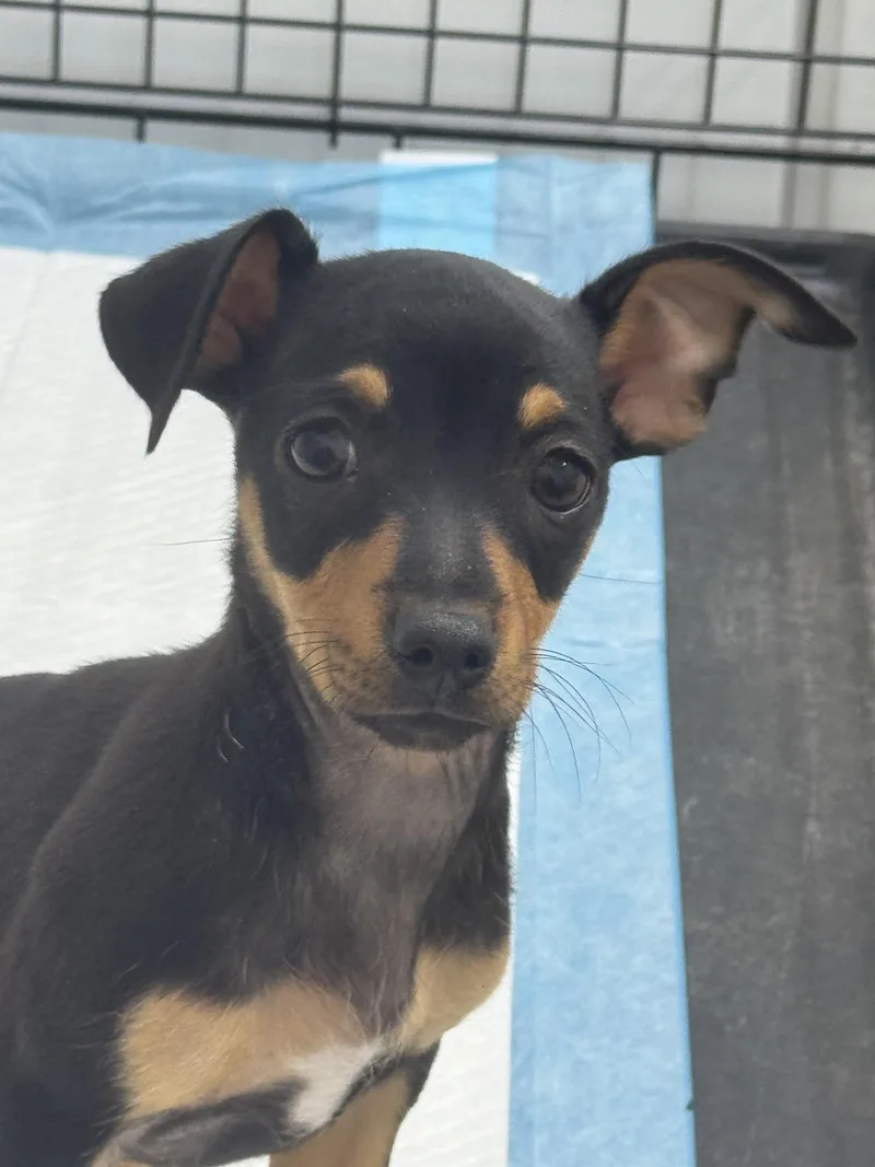 A baby small-sized male Tricolor (Brown, Black, & White) Chihuahua dog named Norbert for adoption in Sonora, CA