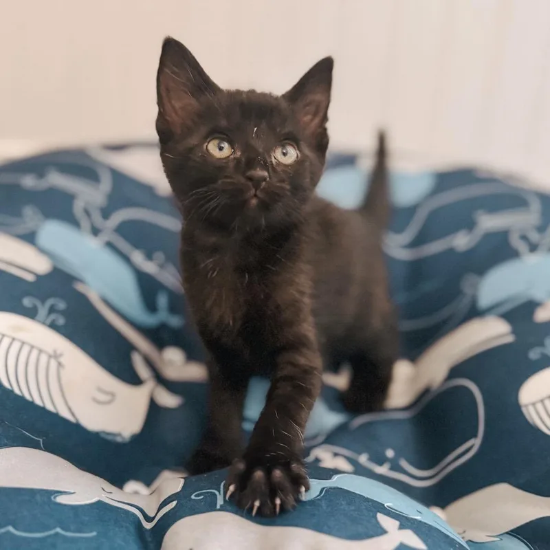 A baby small-sized male Black Domestic Short Hair cat named Narwhal for adoption in Brownsboro, AL