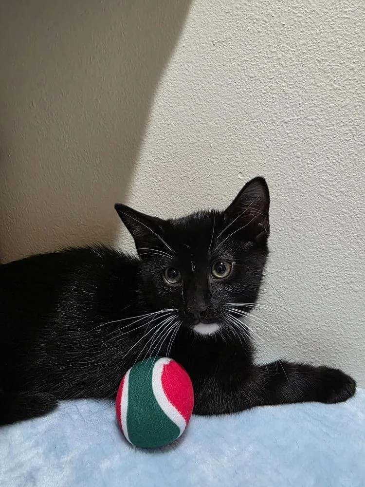 A baby small-sized male Black & White / Tuxedo Domestic Short Hair cat named Donkey Hodie for adoption in Dallas, TX