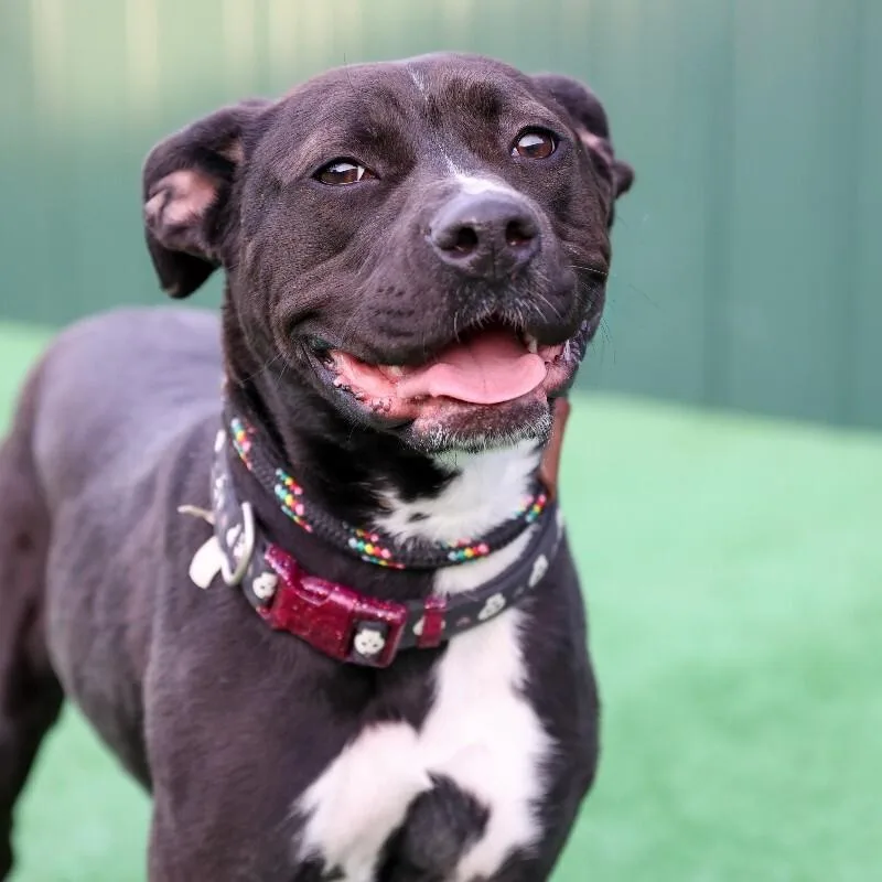 A young medium-sized female American Staffordshire Terrier dog named Bitsy for adoption in Roanoke, VA