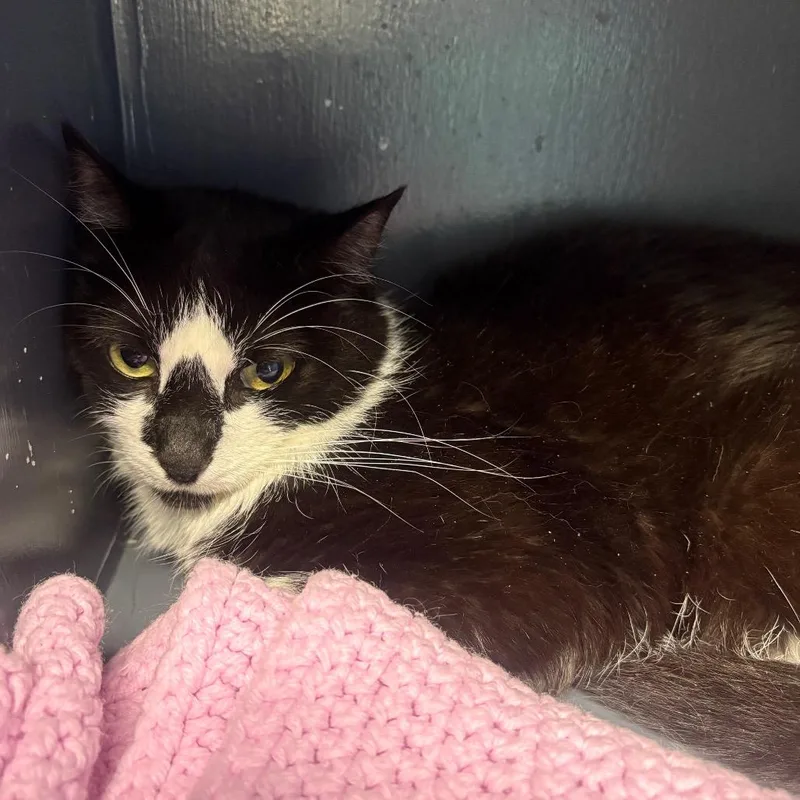 An adult medium-sized male Black Domestic Short Hair cat named Cabbage Moth for adoption in DeKalb, IL
