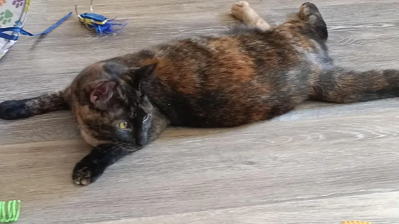 Lacy thumbnail 4