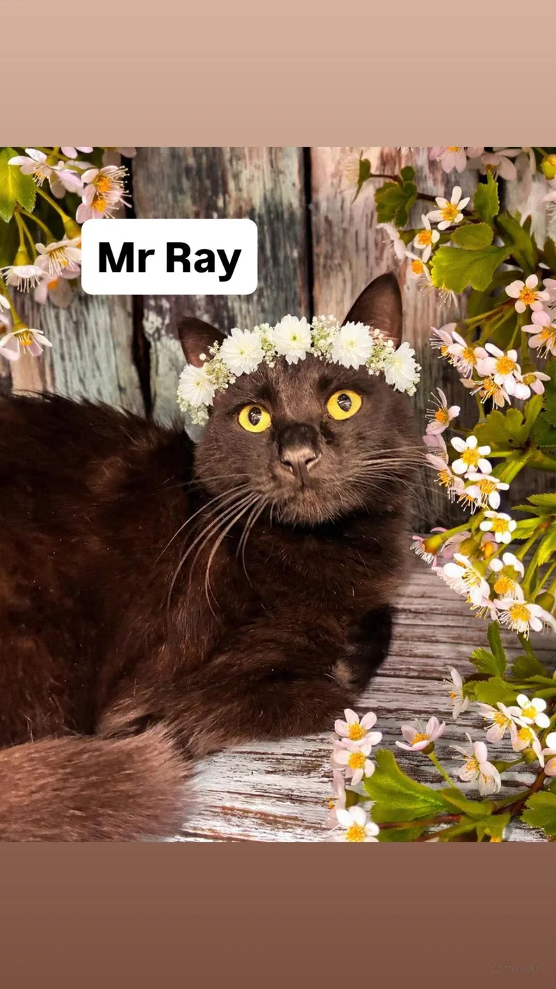Mr Ray At Martinez