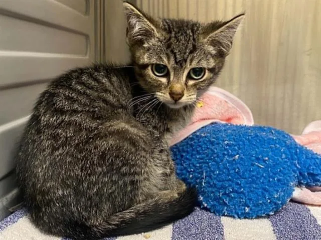 A baby small-sized male Domestic Short Hair cat named Cedar for adoption in Tustin, CA