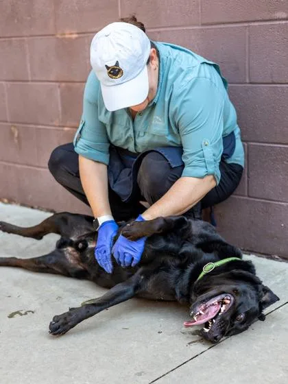 An adult large-sized male Mixed Breed dog named Motif for adoption in Chamblee, GA
