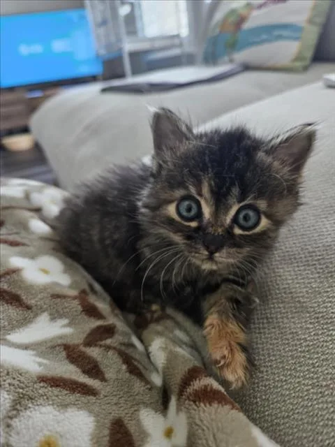 A baby small-sized female Domestic Short Hair cat named Petal for adoption in Houston, TX