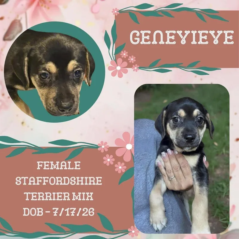 A baby medium-sized female Tricolor (Brown, Black, & White) American Staffordshire Terrier dog named Genevieve for adoption in Caldwell, TX