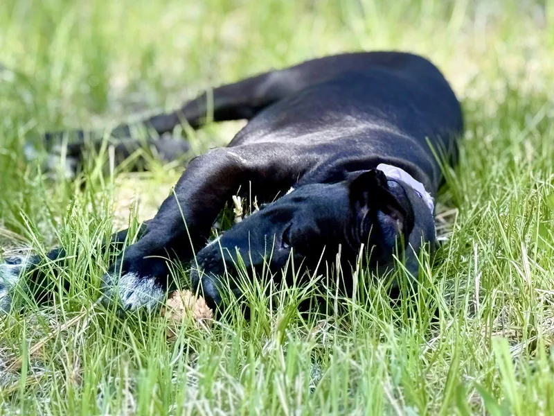 A baby medium-sized female Labrador Retriever dog named Lily for adoption in Evergreen, CO