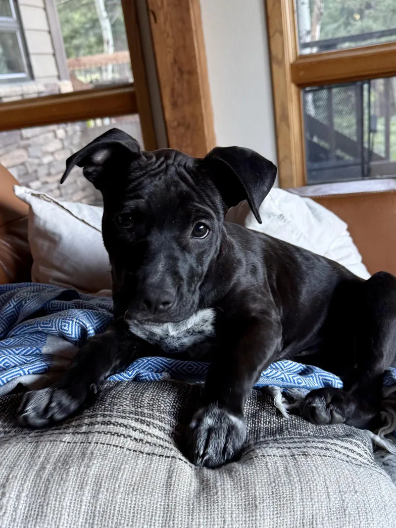 Lily thumbnail 3