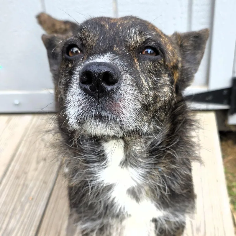 An adult small-sized male Mixed Breed dog named Finn for adoption in Michigan City, IN