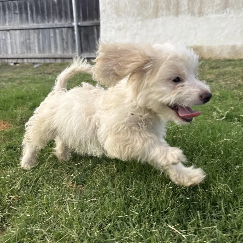 A baby small-sized male Apricot / Beige Maltese dog named Rabbit for adoption in Los Angeles, CA