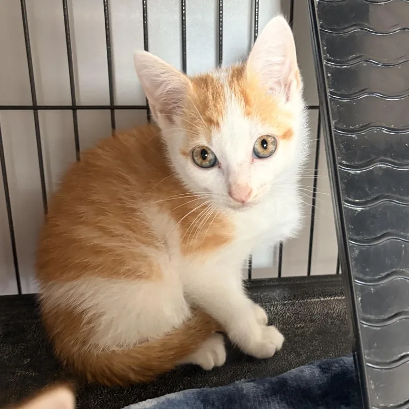 A baby small-sized male Orange / Red Domestic Short Hair cat named Sunkist Valencia for adoption in Bradenton, FL