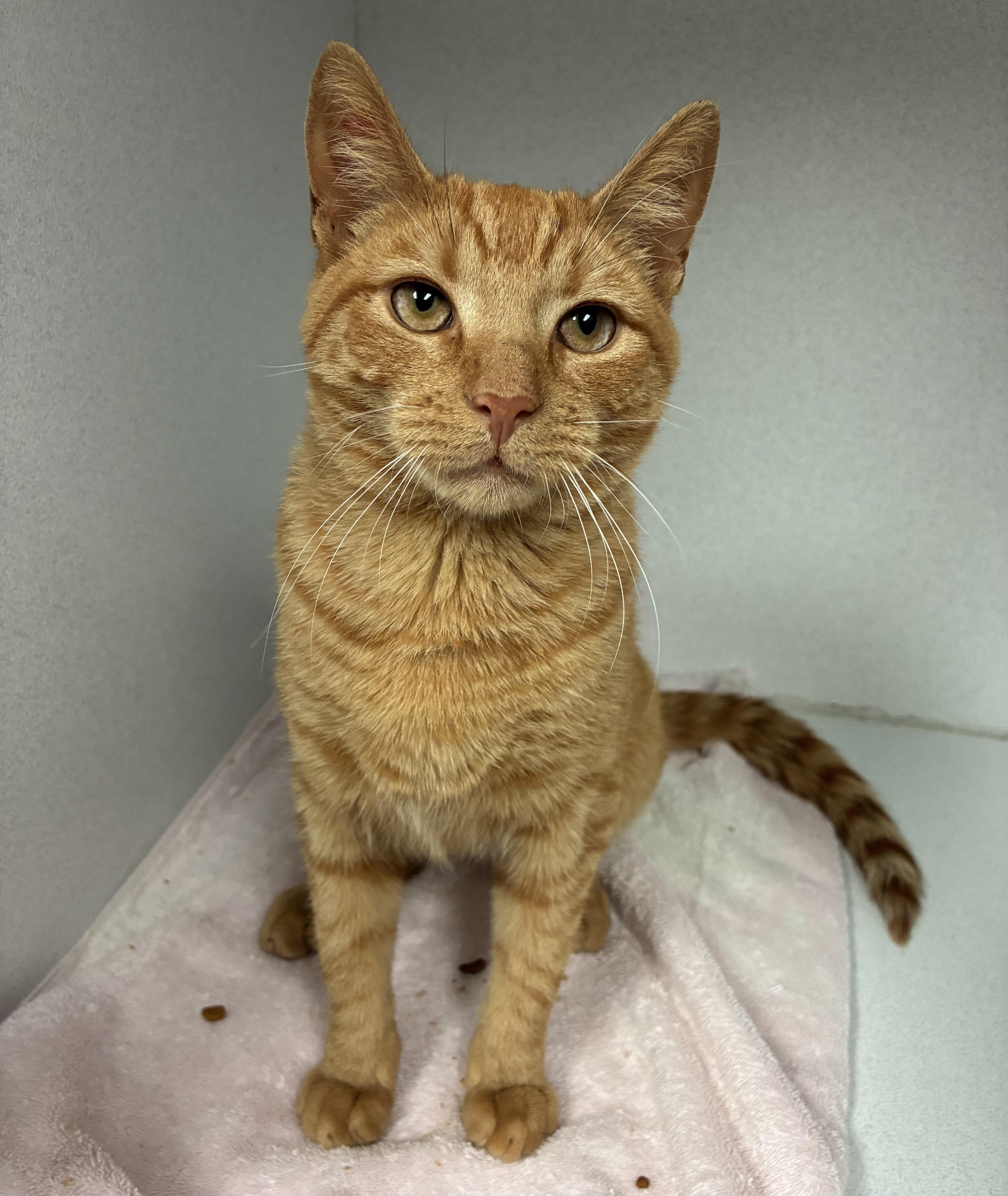 An adult medium-sized male Tabby (Orange / Red) Domestic Short Hair cat named Einstein for adoption in Breinigsville, PA