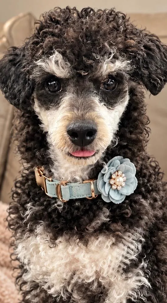 A baby medium-sized male Poodle dog named Frankie for adoption in West Bloomfield, MI