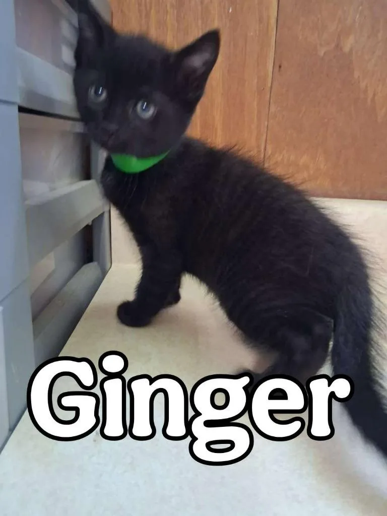 A baby small-sized male Domestic Short Hair cat named Ginger for adoption in Hillsboro, OH