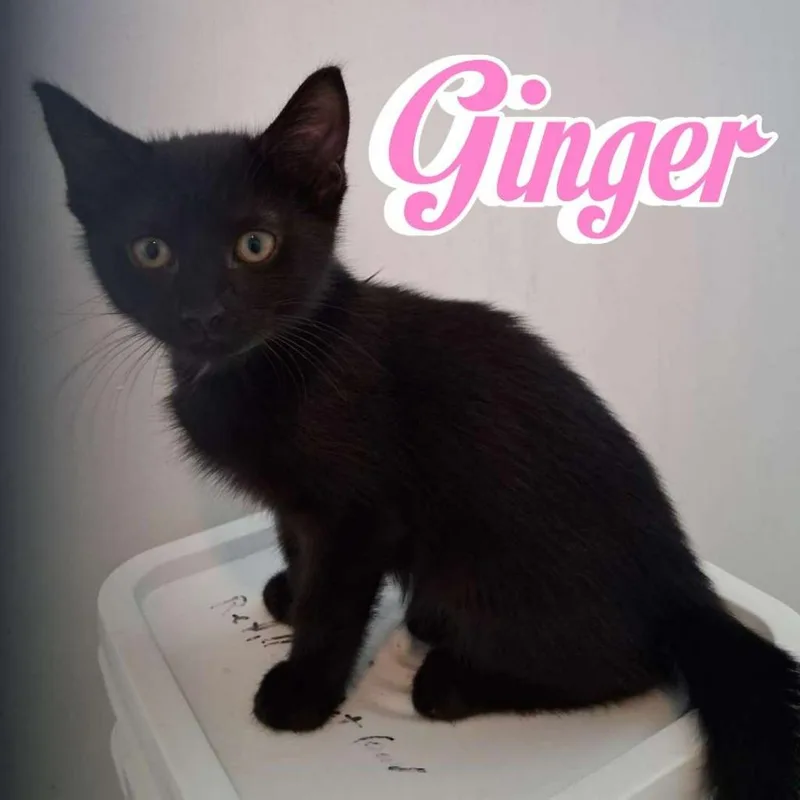 Ginger thumbnail 2