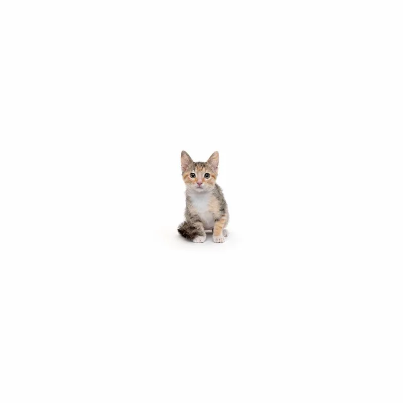 A baby small-sized female Calico Domestic Short Hair cat named Tablespoon for adoption in Playa Vista, CA