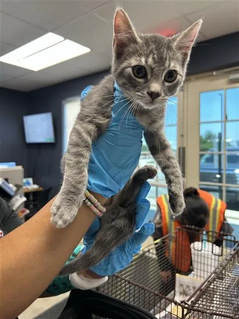 A baby small-sized male Domestic Short Hair cat named Jeff for adoption in San Antonio, TX