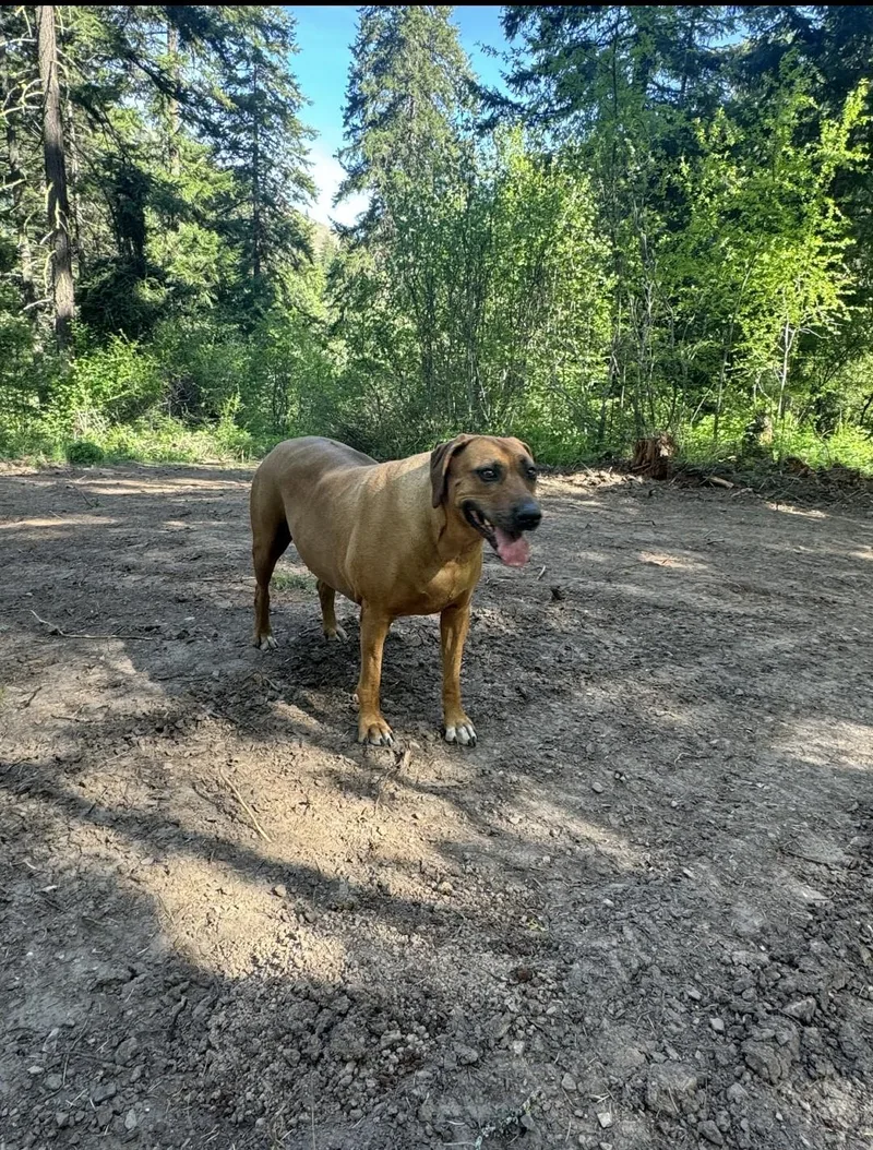 An adult large-sized female Rhodesian Ridgeback dog named B for adoption in Roslyn, WA