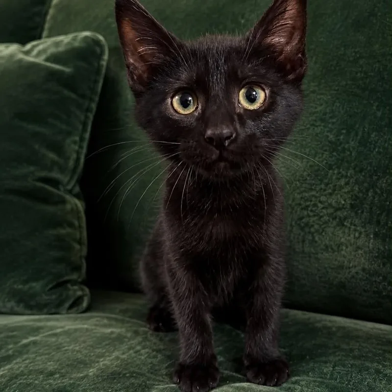 A baby small-sized female Black Domestic Short Hair cat named Sparrow Crock for adoption in Eagle Mountain, UT